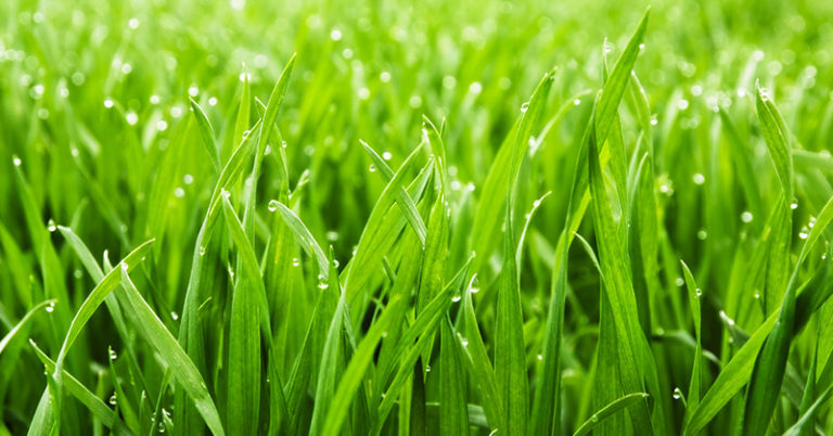 Reviews of the Best Lawn Fertilizers for Thick Green Grass