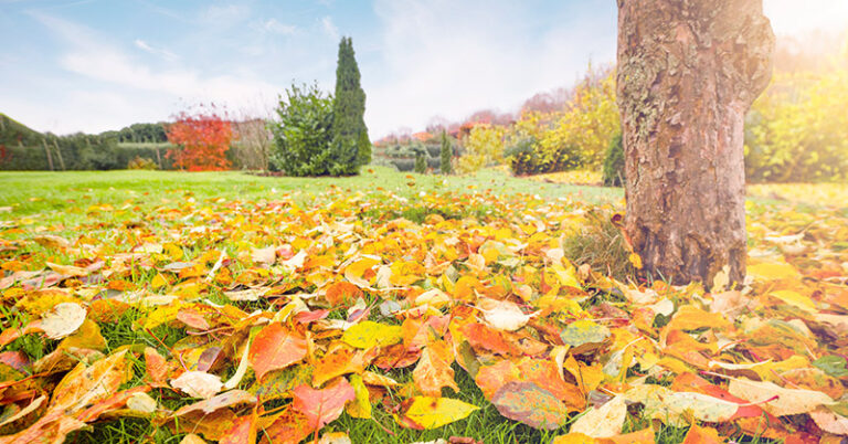 The Best Fall Weed and Feed for Healthier Lawns