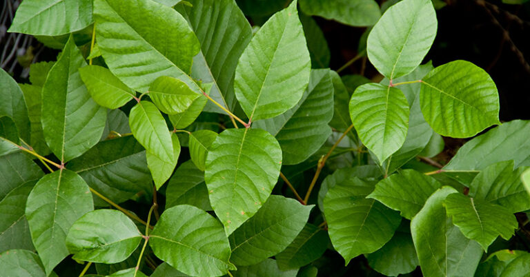 What is the Best Weed Killer for Poison Ivy?