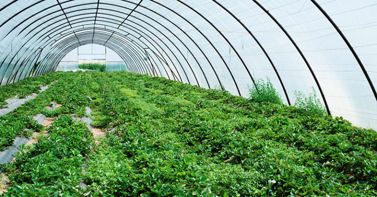 Hoop House vs. Greenhouse vs. High Tunnel: What’s The Difference?