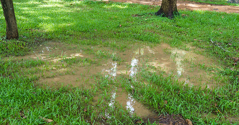 How to Fix a Muddy Yard