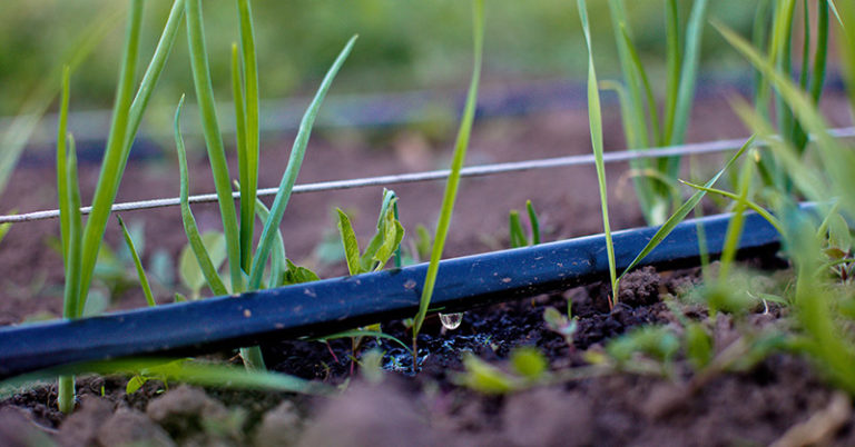 The Best Drip Irrigation Systems for Watering Your Plants