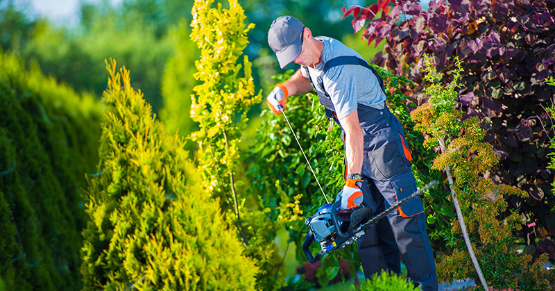 Best Gas Powered Hedge Trimmers