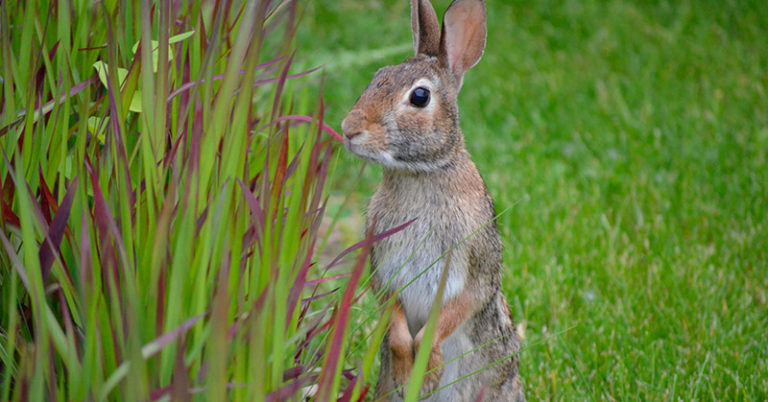 The Best Rabbit Repellent for Your Yard or Garden