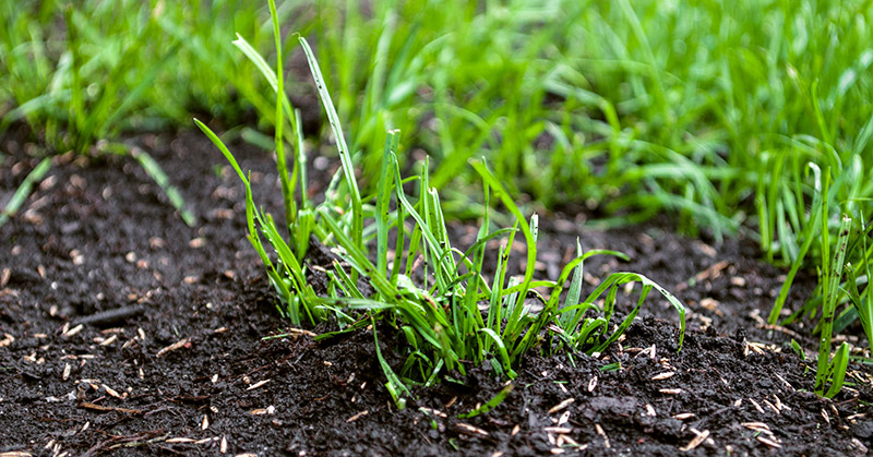 How to Overseed Lawn Without Aerating