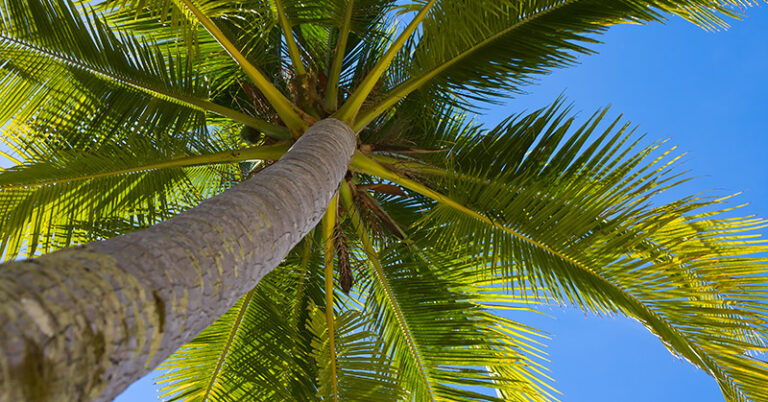 Best Fertilizers for Palm Trees: Amazing Plant Food for Palms