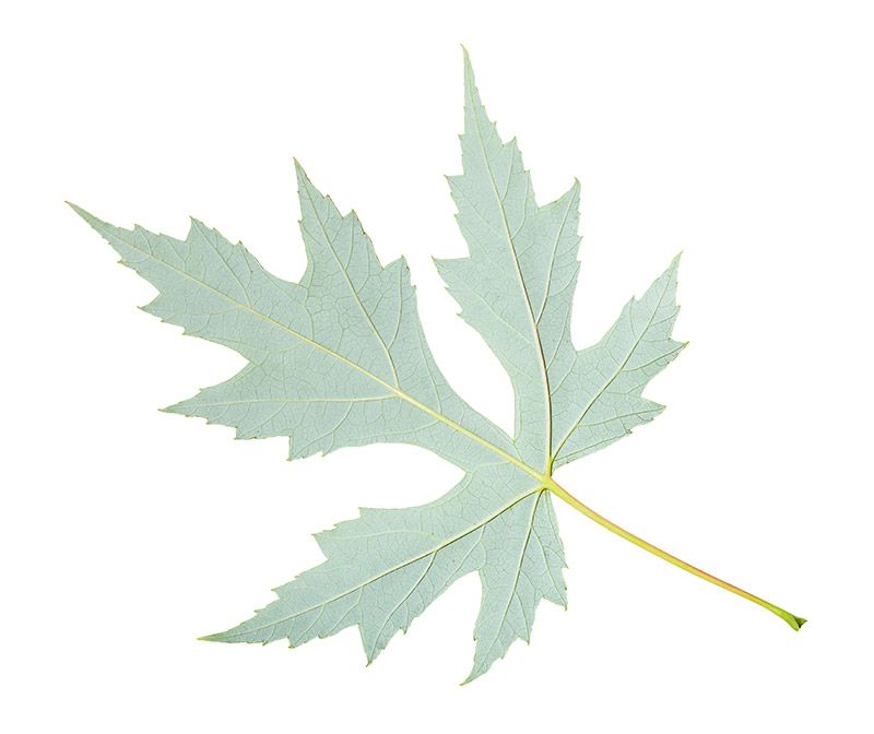 Under Side of Silver Maple Leaf