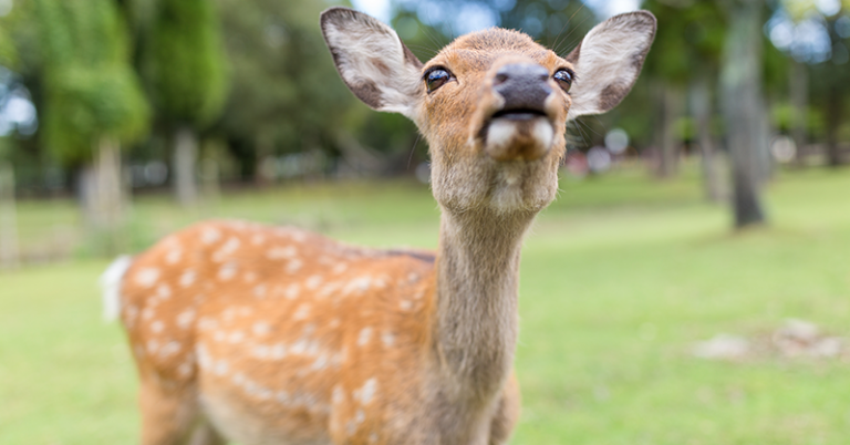 The Best Deer Repellent Sprays To Protect Your Lawn And Garden
