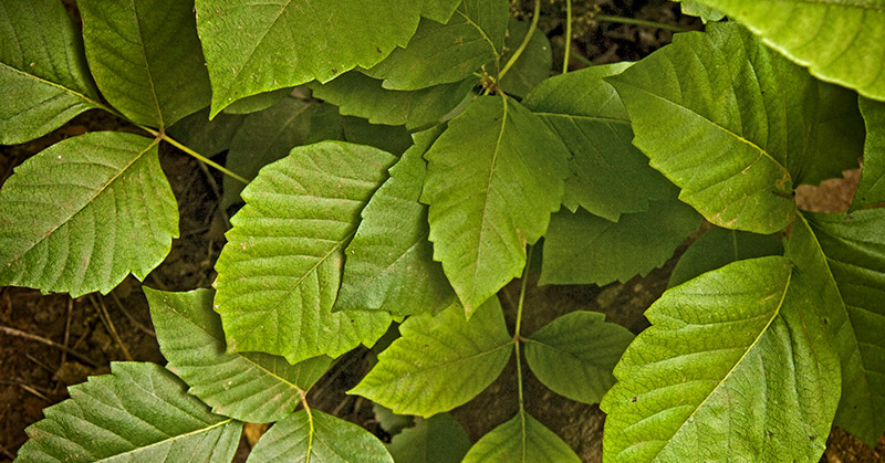 Poison Ivy Leaves